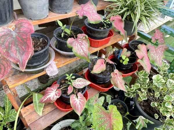 stock image caladium or Colocasia esculenta in nature garden