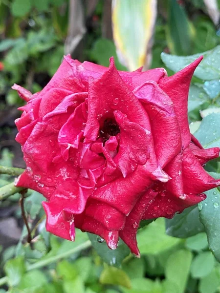 Gyönyörű Vörös Rózsa Virág Kertben — Stock Fotó
