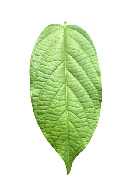Zielony Combretum Indicum Liść Izolowany Białym Tle — Zdjęcie stockowe