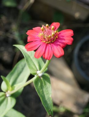 Doğa bahçesinde pembe zinnia çiçeği