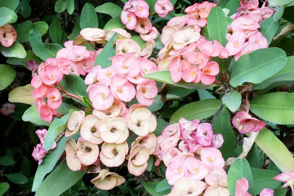 Euforbie Milli Květ Zahradě Přírody — Stock fotografie
