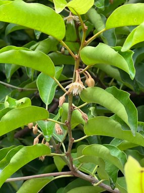 Mimusops elengi flower in nature garden