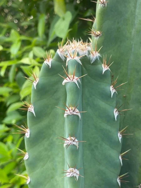 Nahaufnahme Eines Kaktus Topf — Stockfoto