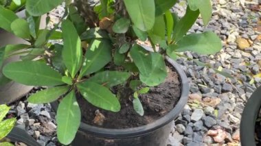 Doğanın bahçesinde dikenli pembe taç.