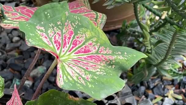 Caladium Vagy Colocasia Esculenta Növény Természetben Kertben — Stock videók