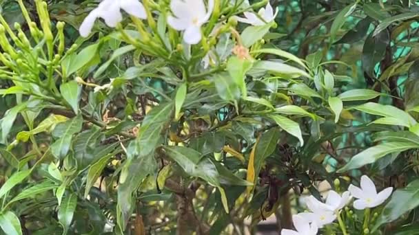 Fiore Bianco Gardenia Jasminoides Giardino Natura — Video Stock