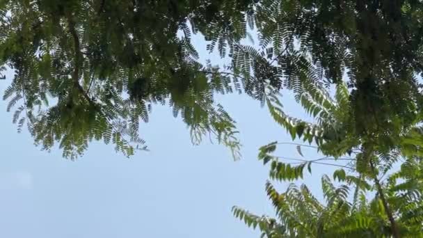 Färska Gröna Tamarindus Indica Träd Naturen Trädgård — Stockvideo