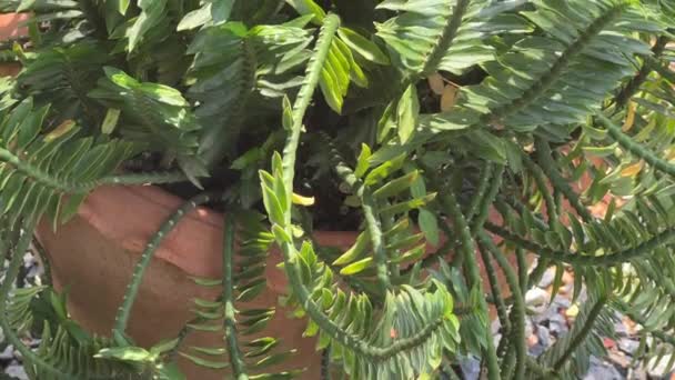 Green Euphorbia Tithymaloides Leaves Plant — Stock Video