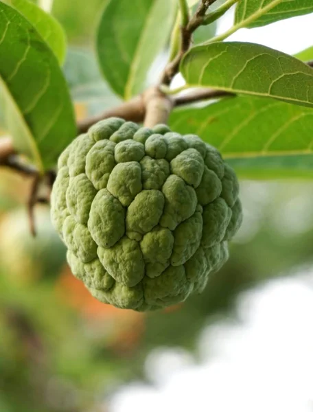 green tree with sugar apple fruits and leaves