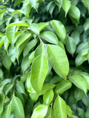 green banyan leaf in nature garden