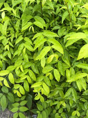 Yeşil Wrightia Reliosa arka plandan ayrılır, yakın plan