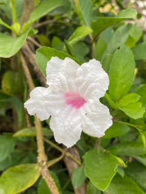 beautiful ruellia tuberosa flowers in the garden