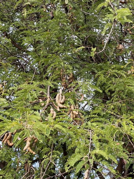 Tamarind Δέντρο Στον Κήπο Της Φύσης — Φωτογραφία Αρχείου
