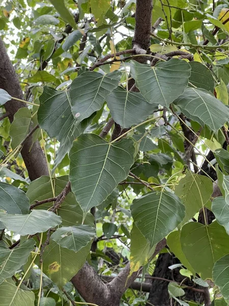 Zielony Ficus Religiosa Listowie Drzewa — Zdjęcie stockowe