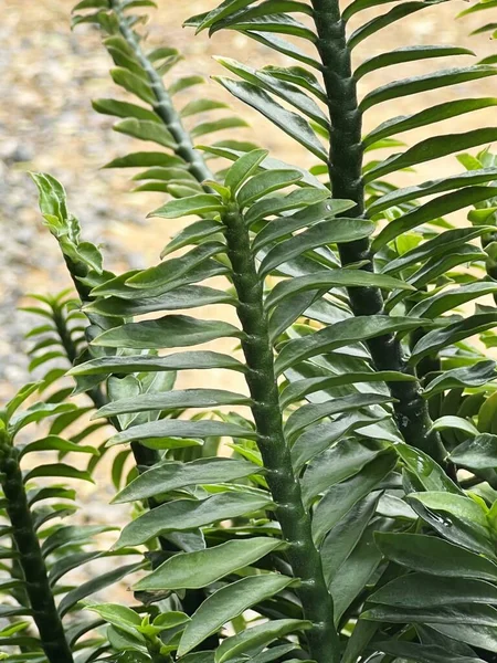 Green Euphorbia Tithymaloides Leaves Plant Garden — Fotografia de Stock