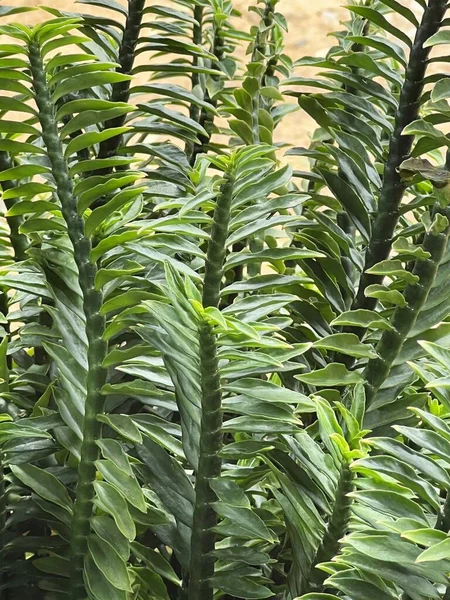 Grüne Euphorbia Tithymaloides Blätter Einer Pflanze — Stockfoto