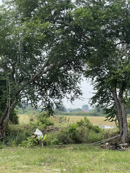 Eine Schöne Aufnahme Eines Grünen Baumes Park — Stockfoto