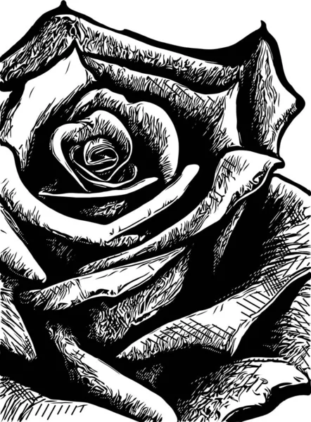 Μαύρο Και Άσπρο Τριαντάφυλλο Λουλούδι — Φωτογραφία Αρχείου