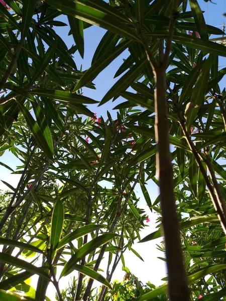 Zielone Liście Nerium Oleander Lub Drzewa Różanego Laurowego — Zdjęcie stockowe