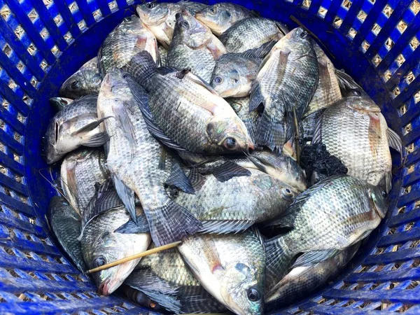 Рыба Тилапия Рынке — стоковое фото