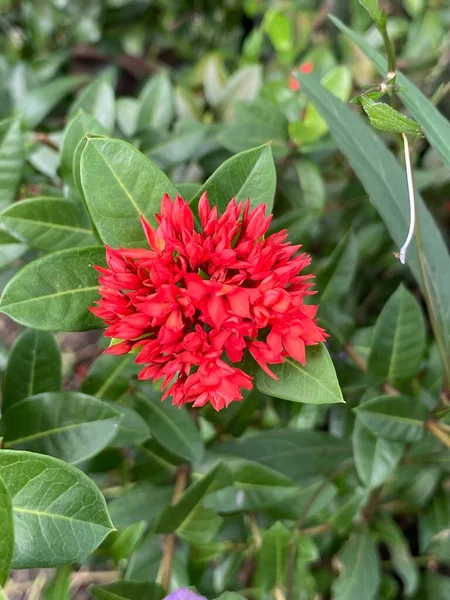 庭の美しい赤いイクソラの花 — ストック写真