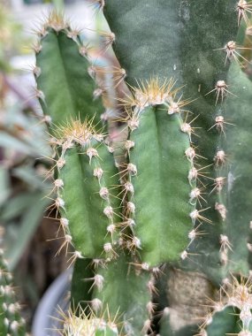 Bahçedeki kaktüsün yakın çekimi.