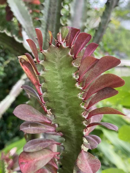 Primo Piano Una Pianta Euphorbia Antiquorum — Foto Stock