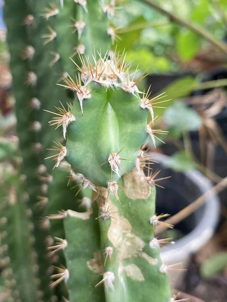 Primer Plano Cactus Jardín — Foto de Stock