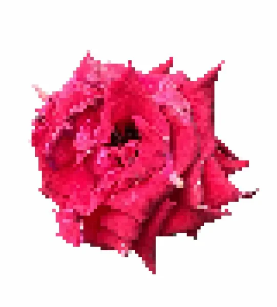 Pixel Arte Flor Rosa — Foto de Stock