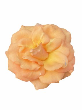 Beyaz arkaplanda izole edilmiş güzel sarı gül