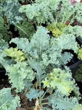 Bahçede yeşil lahana