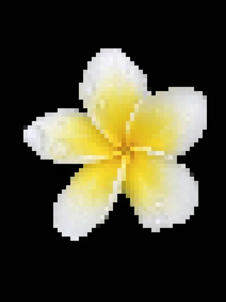pixel art of plumeria flower on black background
