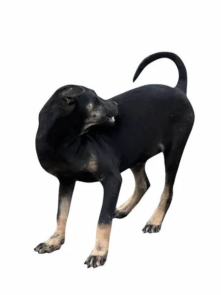 Черно Белая Собака Перед Фоном — стоковое фото