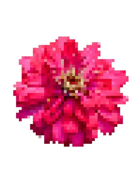 Pixel Art Zinnia Flower — Stock Photo, Image