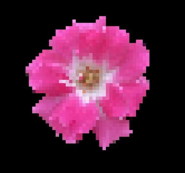 pixel art of pink rose flower on blackbackground