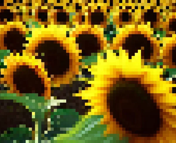 Pixel Umění Slunečnice Pozadí — Stock fotografie