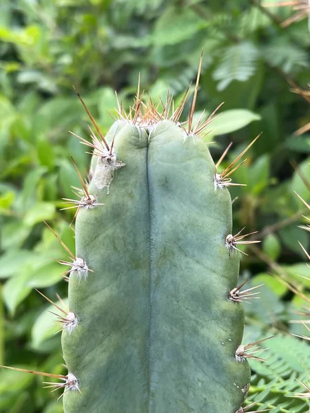 Bir Yeşil Kaktüs Bitki Yakın Çekim — Stok fotoğraf