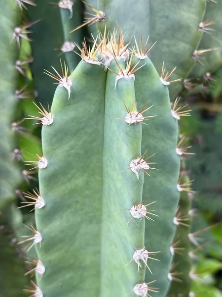 Egy Kaktusznövény Közelsége — Stock Fotó