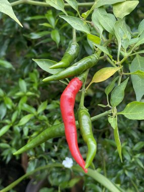 bir dala yeşil ve kırmızı biber