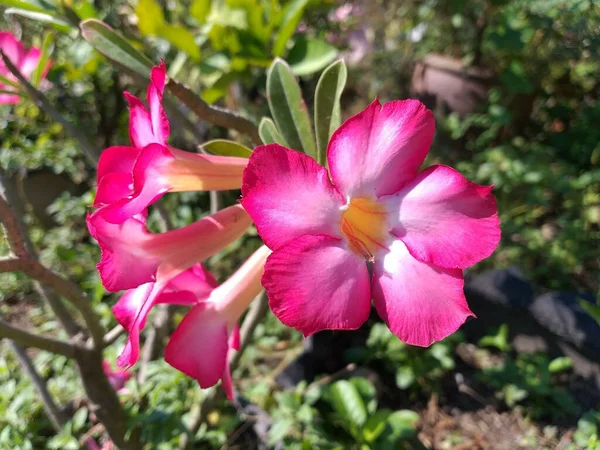 beautiful pink impala lily or pink bignonia or mock azalea or adenium obesum flower in the garden