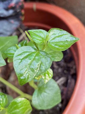 yeşil Peperomia pellucida yaprakları bahçede