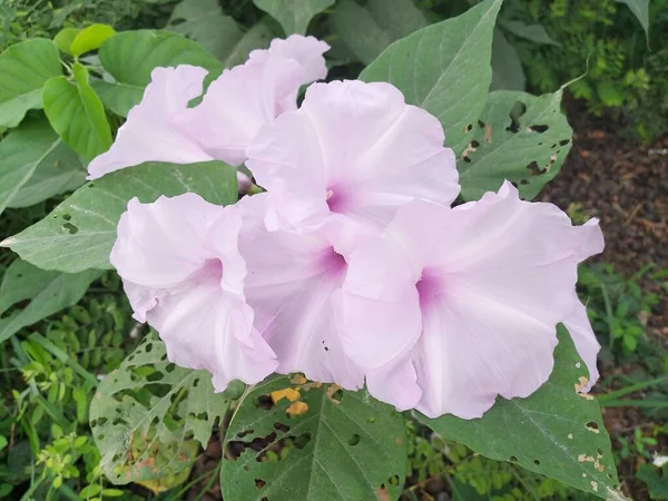 Όμορφο Πρωινό Λουλούδι Δόξα Στον Κήπο — Φωτογραφία Αρχείου