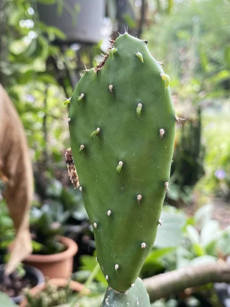 Cactus Vert Dans Jardin — Photo