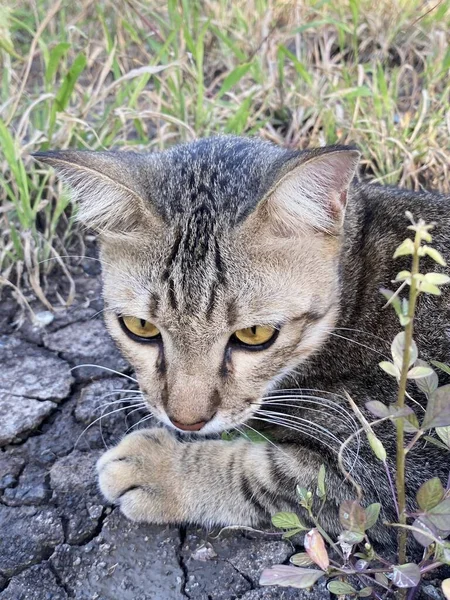 地面にかわいいタビー猫 — ストック写真