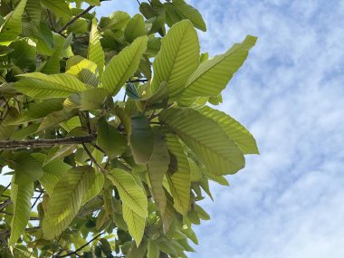 Ağaçta yeşil Euphorbia Heterofilla yaprakları