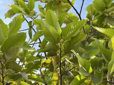 yeşil Euphorbia Heterofilla yaprakları bahçedeki bir ağaçtan