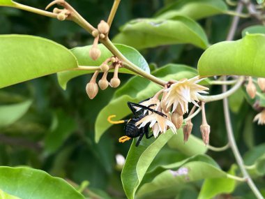 Mimusops elengi flower in nature garden