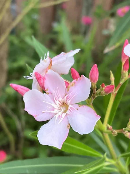 Όμορφο Ροζ Πικροδάφνη Τριαντάφυλλο Στον Κήπο — Φωτογραφία Αρχείου