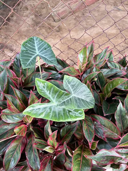 Green Aglaonema Taro Leaves Garden — Stock Photo, Image