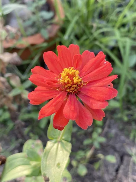 Κόκκινο Λουλούδι Zinnia Κοντά — Φωτογραφία Αρχείου